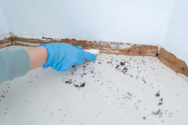 Best Mosquito Control Services  in Avilla, IN